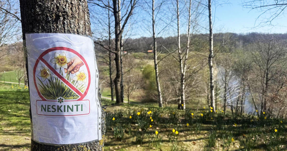 Bulvaras: Parką siaubia narcizų vagys