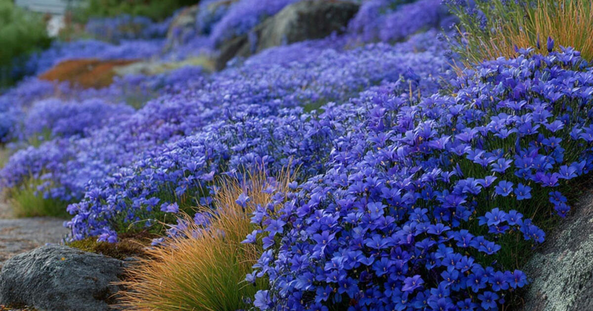 Mėlynas krioklys jūsų sodyboje: išstumia piktžoles ir žydi du mėnesius – stebuklingas daugiametis augalas