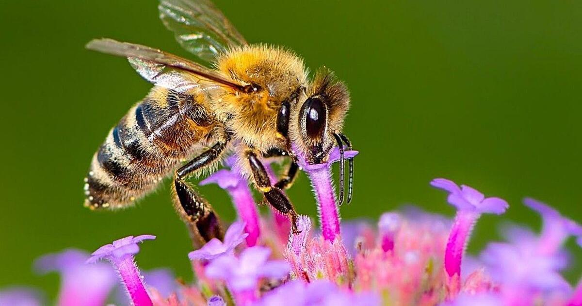 Ne tik medus: kodėl bitės yra svarbiausia gyvybės grandis Žemėje