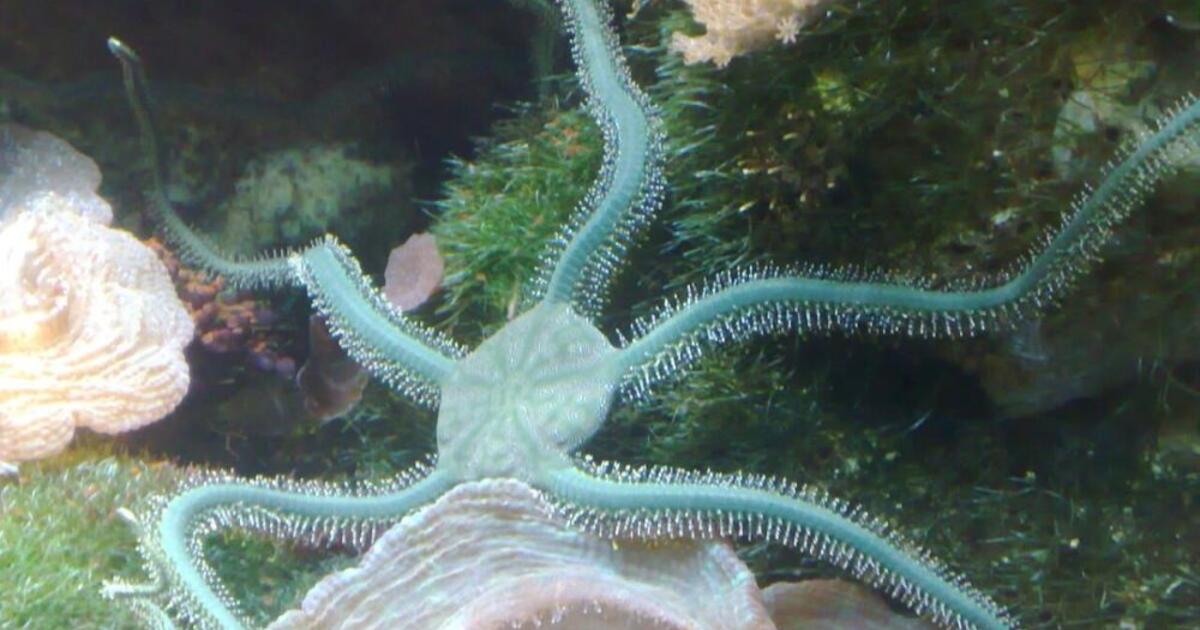 Vandenyne pastebėta nuostabi būtybė, kuri ataugina prarastus čiuptuvus