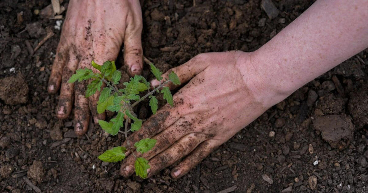 Ką dėti į duobutes sodinant paprikas ir pomidorus, kad sodinukai greitai prigytų