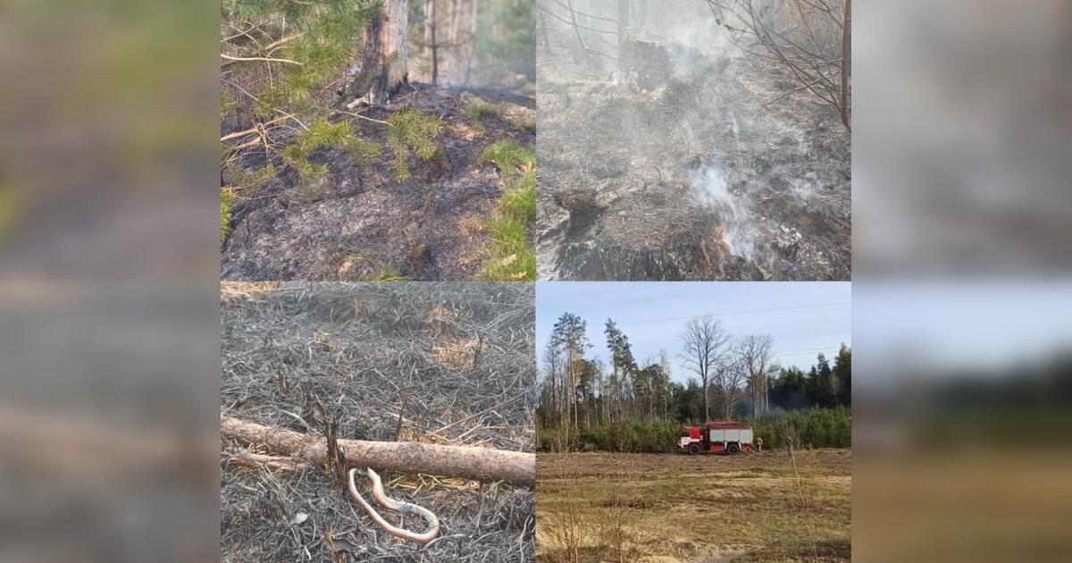 Siautėja pernykštės žolės padegėjai: ugnis sunaikino hektarą miško paklotės