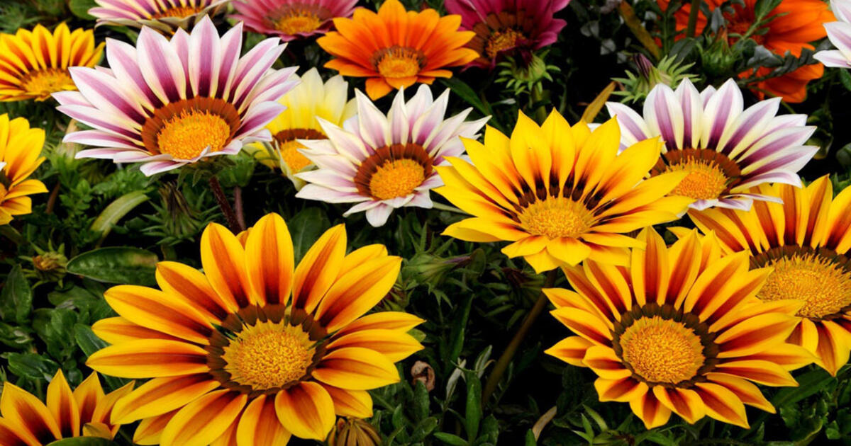 Širdis apsąla nuo grožio: pasodinu, ir jau pirmąją vasarą jie pražysta vešliais žiedynais