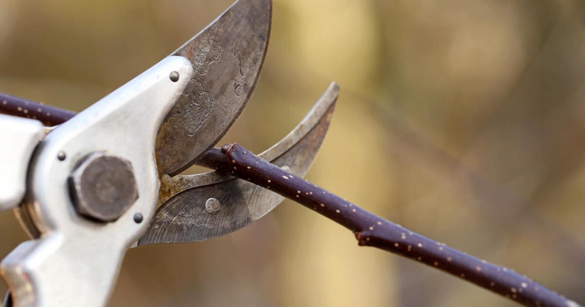 Mokslininkai nustatė, kad augalai moka „rėkti“: mes jų tiesiog negirdėjome