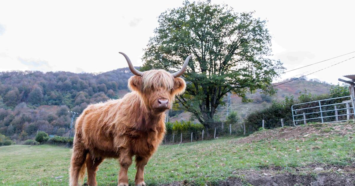 Airijos vėjus pakeitė galvijų ūkis ir ramybė vienkiemyje