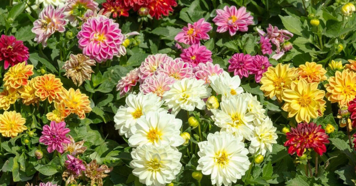 Kaip ir kada sodinti jurginus: ekspertų patarimai ir gudrybės, kad jūsų sodas skendėtų nuostabiuose žieduose