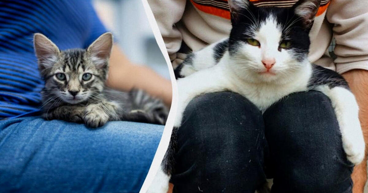 Kodėl katė nuolat sėdi arba guli ant žmogaus: ką tai reiškia