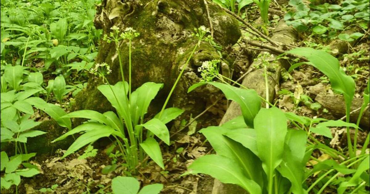 Mirtina klaida lėkštėje: kaip atskirti laukinį česnaką nuo nuodingosios čemericos?