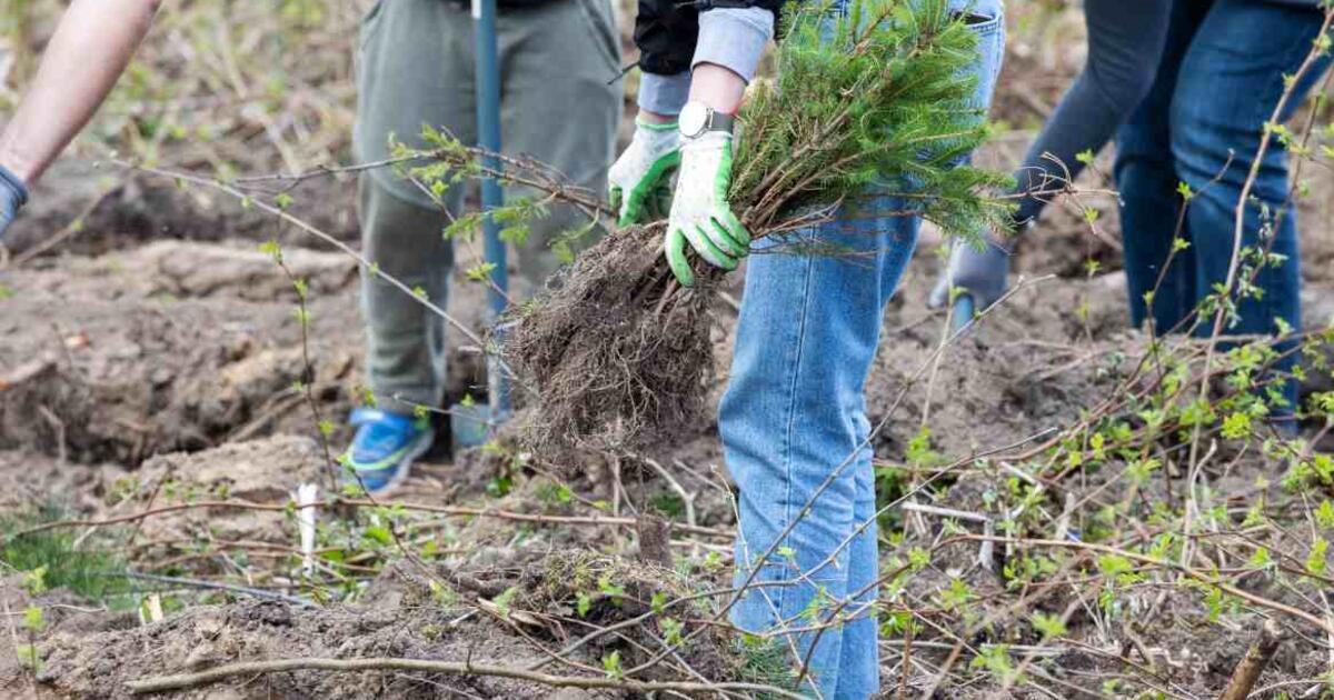 Neringa kviečia į miškasodį, skirtą Rėzos 250-osioms gimimo metinėms