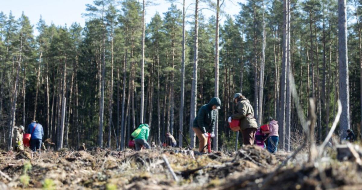 100 tūkstančių ąžuolų Lietuvai: miškasodis taps gyvu paminklu Valdui Adamkui