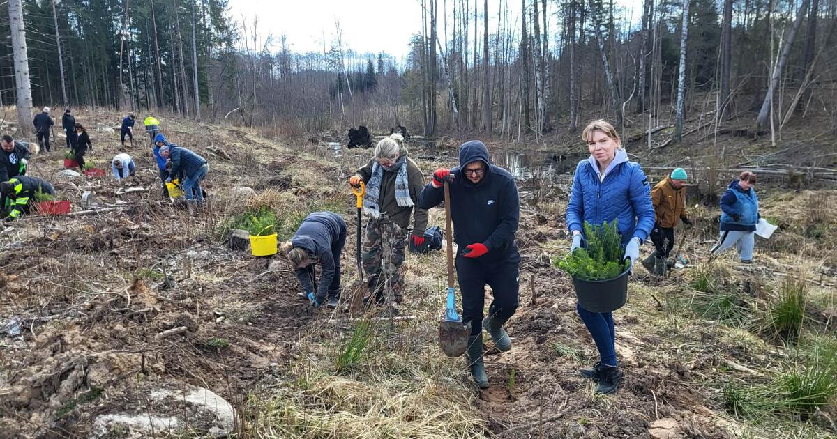 Prasidėjo pirmieji miškasodžiai: per dieną pasodinta beveik 44 tūkst. medelių