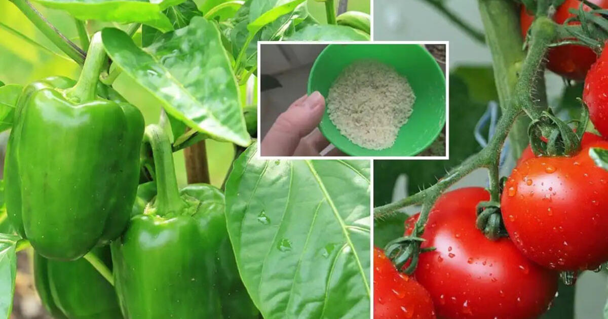 Šaukštas į duobutę – ir pomidorų derlius padidės 10 kartų: ką deda daržininkai