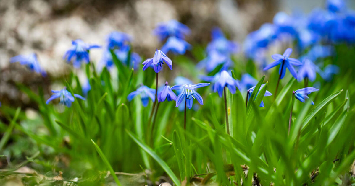 Sinoptikė: naktimis dar kandžiosis šalnos, tačiau dienos šiltės