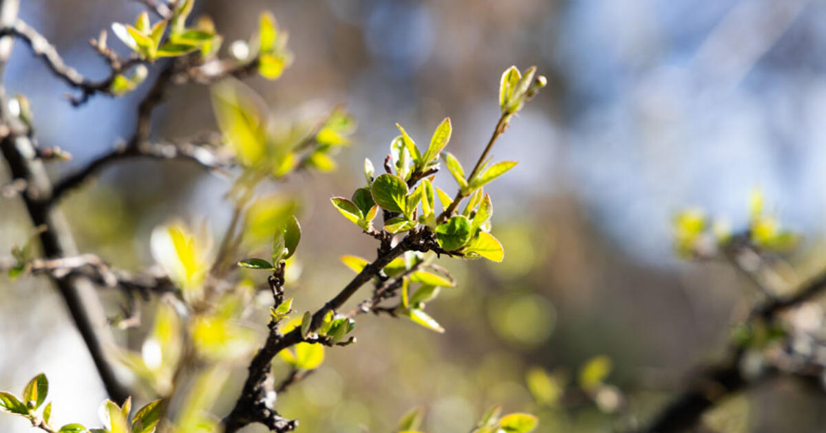 Sinoptikė šiltų orų artimiausiomis dienomis nežada: dar labiau atvės, naktimis stiprės šalnos