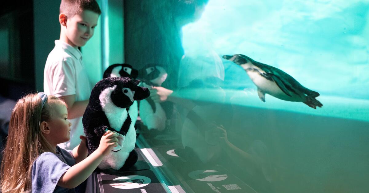 Pasaulinė pingvinų diena Lietuvos jūrų muziejuje: nuo Antarktidos ledo iki edukacijos patiems mažiausiems