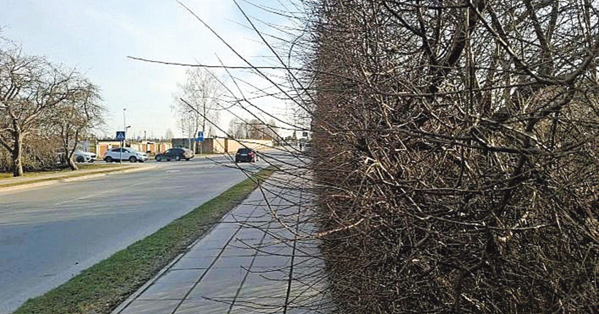 Ragina gyventojus apgenėti gyvatvores