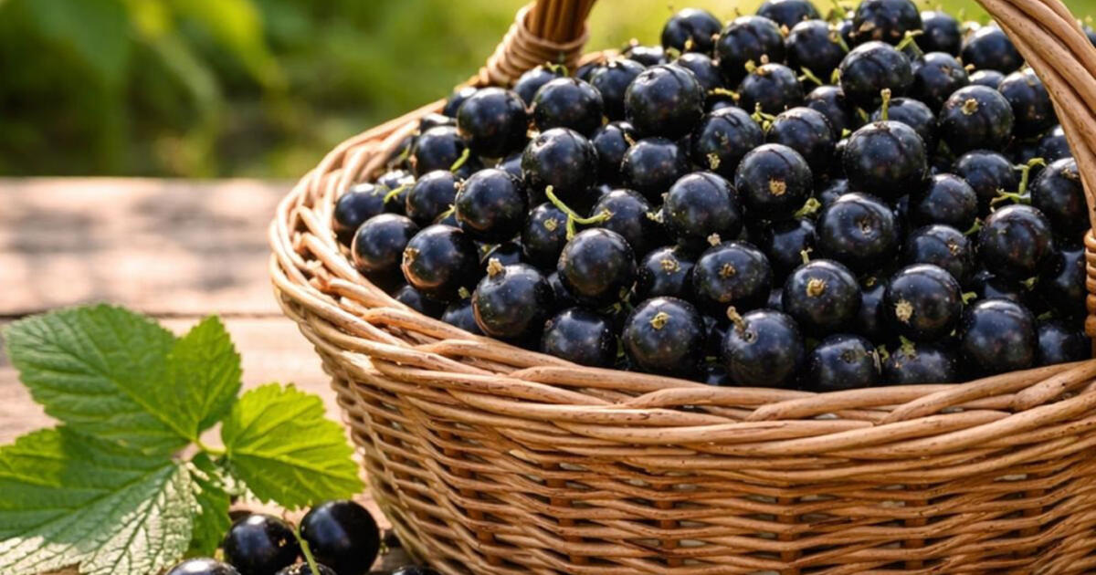 Šiaurės sodo karūna: švediški serbentai, vyšnios dydžio, stebina skoniu ir gausiu derliumi