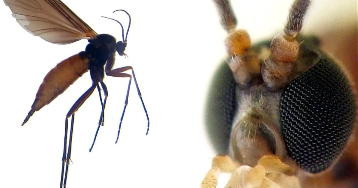 Ne, tai – ne vaisinės muselės: kas iš tiesų apsigyveno jūsų vazonuose?