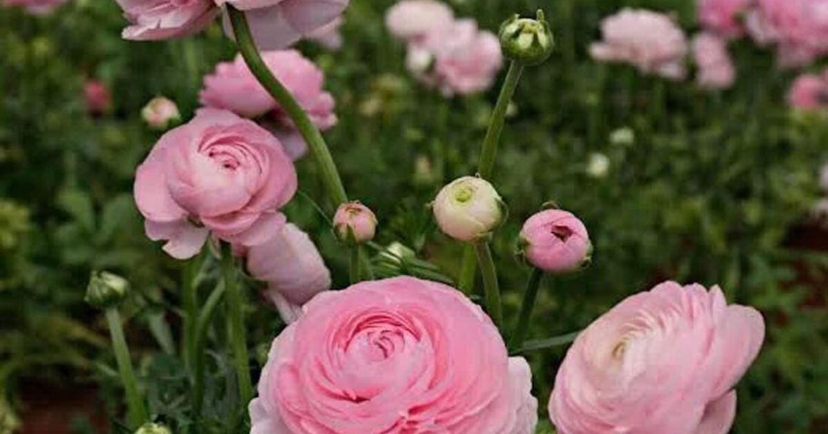 Pasėkite balandį – birželį visas sodas skendės rožiniame debesyje. Pilnaviduriai kupolo formos žiedai – tarsi bijūnai, tik miniatiūriniai