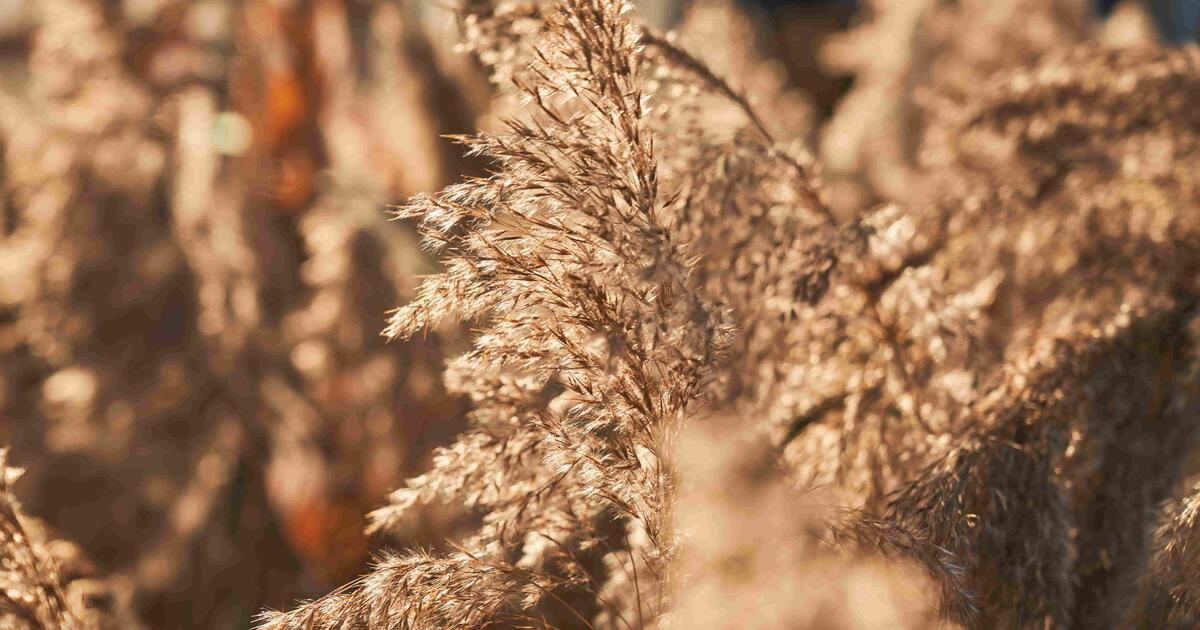 Dabar tinkamiausias metas imtis kovos su invaziniais augalais