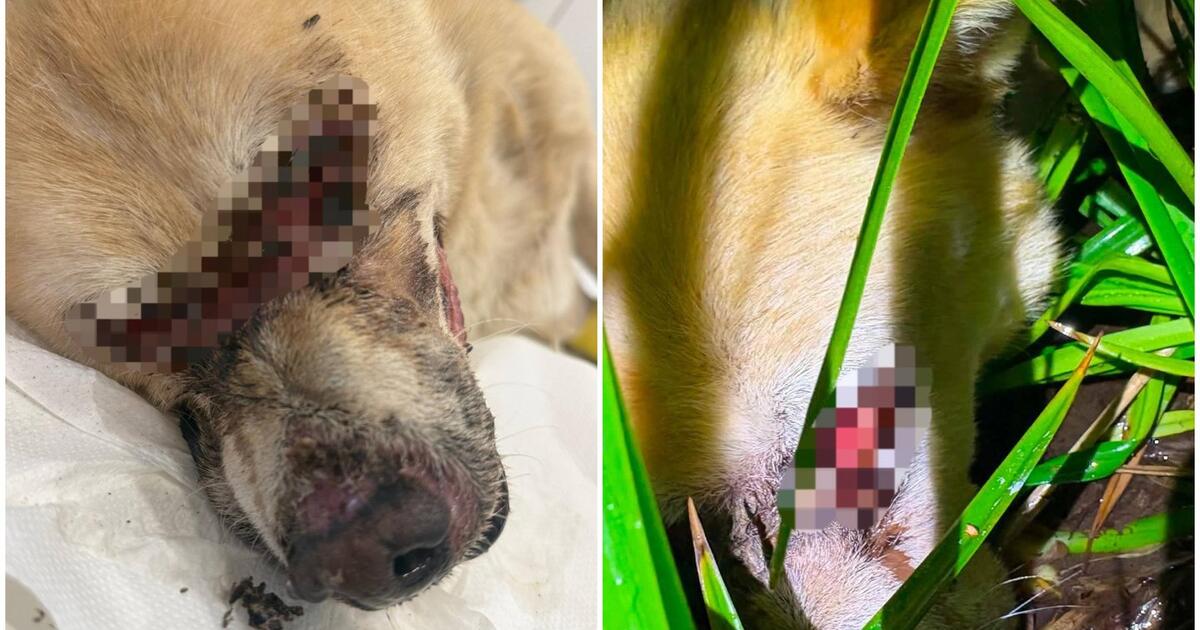 Rokiškio r. griovyje rasto šuns būklė – sukrečia: gyvūnas kentėjo ilgai, vaizdai – gali šokiruoti