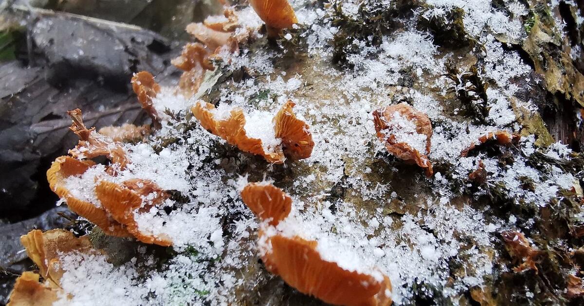 Vertina galimybes orų keitimui pasitelkti grybus
