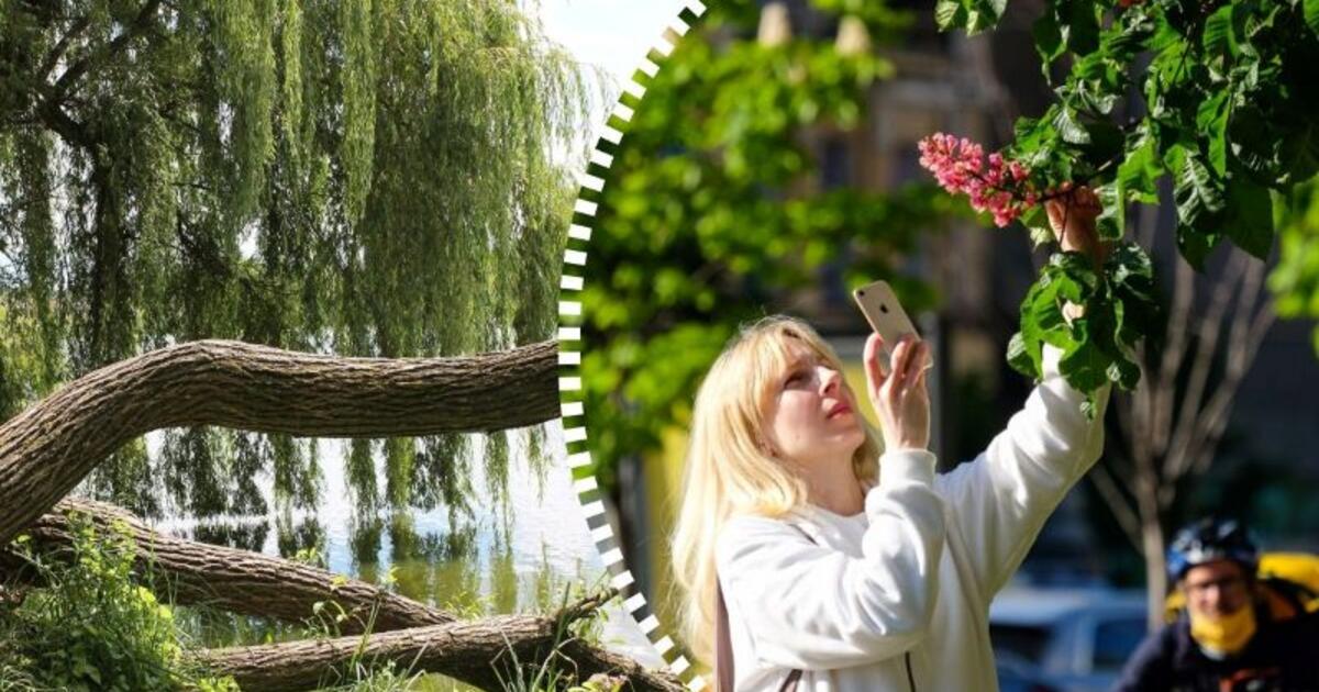 Medžiai, kurie sugeria neigiamą energiją: kur ieškoti ramybės pasijutus blogai