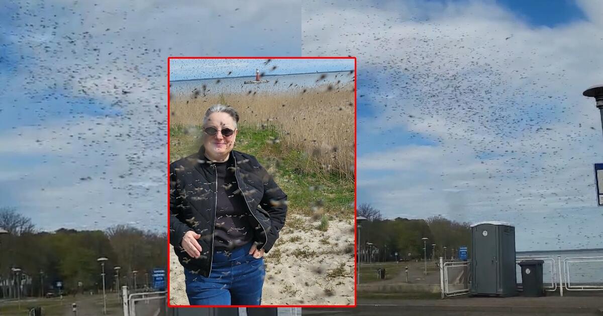 Kuršių nerijoje sezoną atidarė mašalai