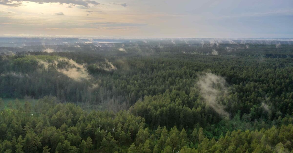 Savaitės pradžioje – didelis miškų gaisrų pavojus