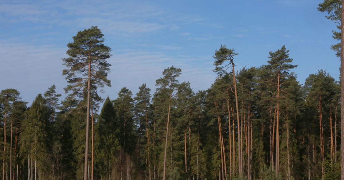 Žmonės sunerimo dėl ruduojančių medžių: specialistai paaiškino - kalta radiacija