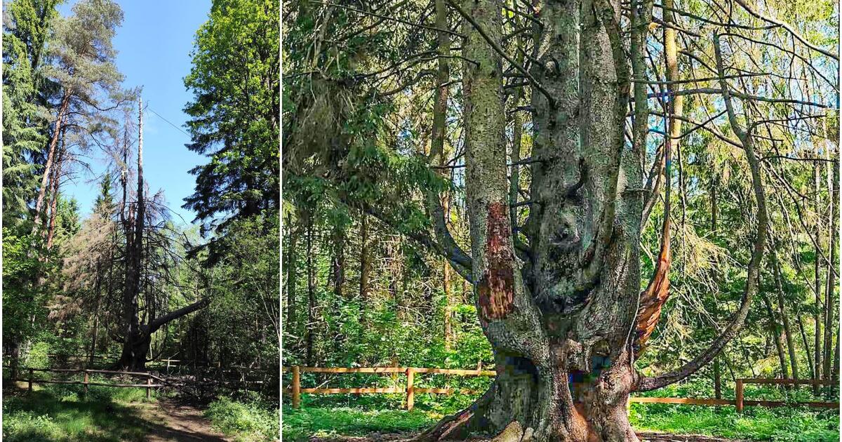 Legendomis apipintą medį teko apkarpyti - tai buvo būtina