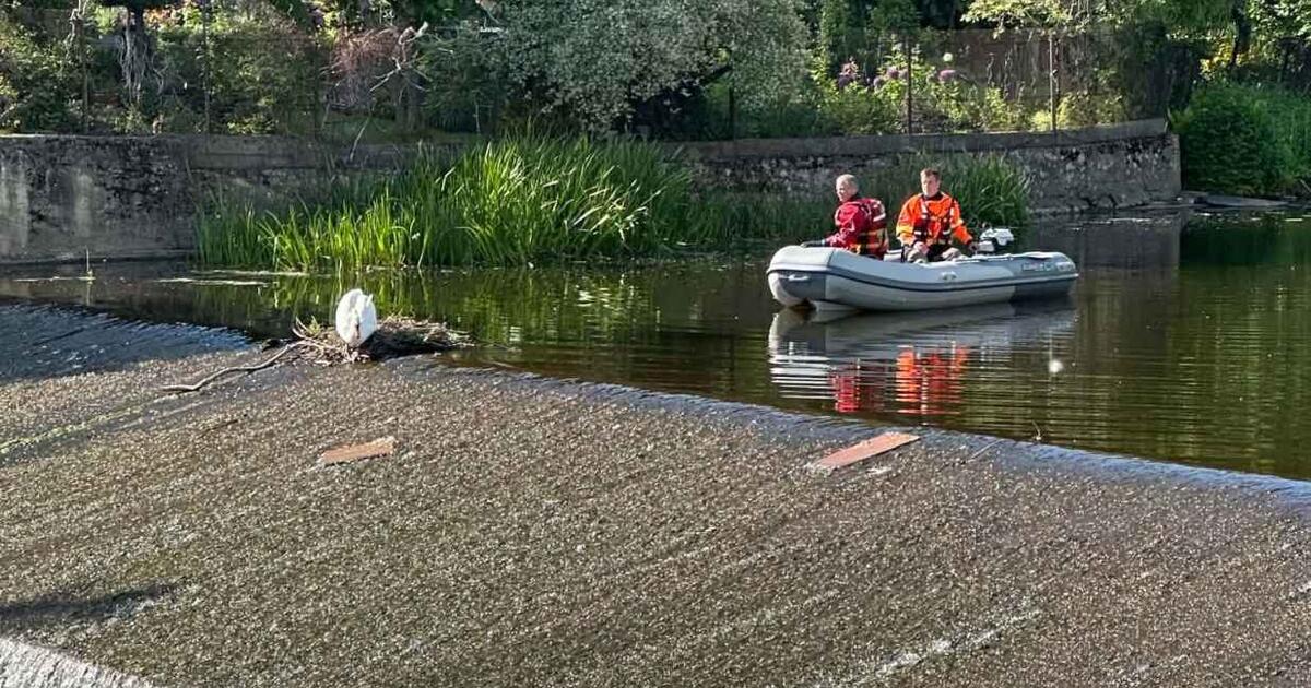 Prireikė žmonių pagalbos: gulbių jaunikliams nuskę