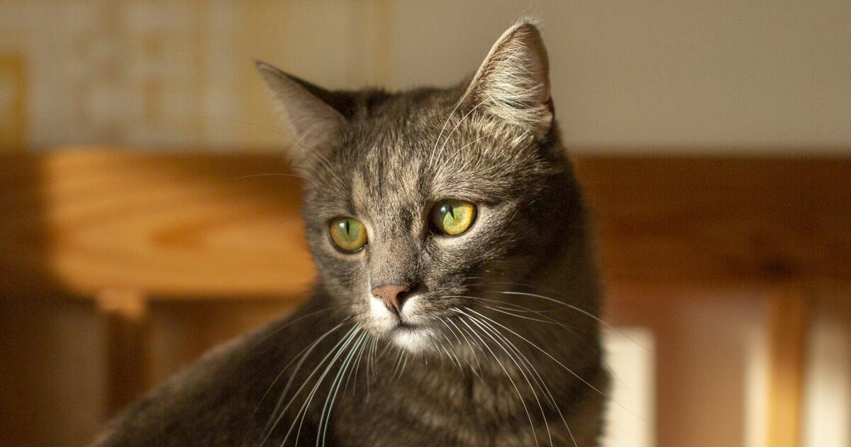 Įspėja saugoti augintinius: gatvėje nuodija keturkojus