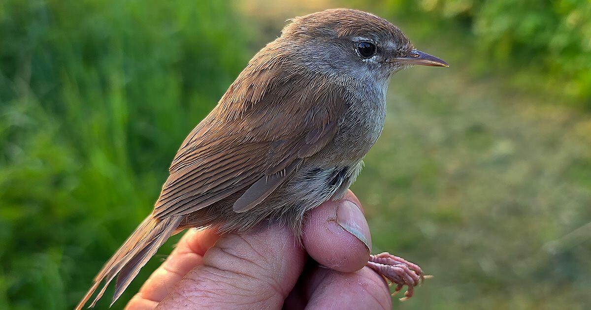 Netikėtas ornitologų laimikis: Ventės rage sugautas iki šiol