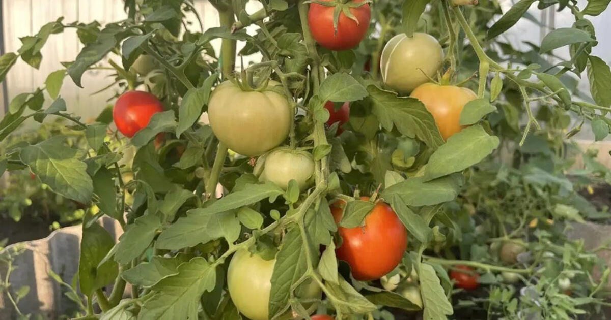 Kai pasirodo pirmieji žiedai, skubu prie pomidorų su vienu t