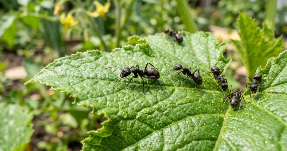 Skruzdėlės ir amarai bėga pas kaimynus: veiksmingas būdas vi