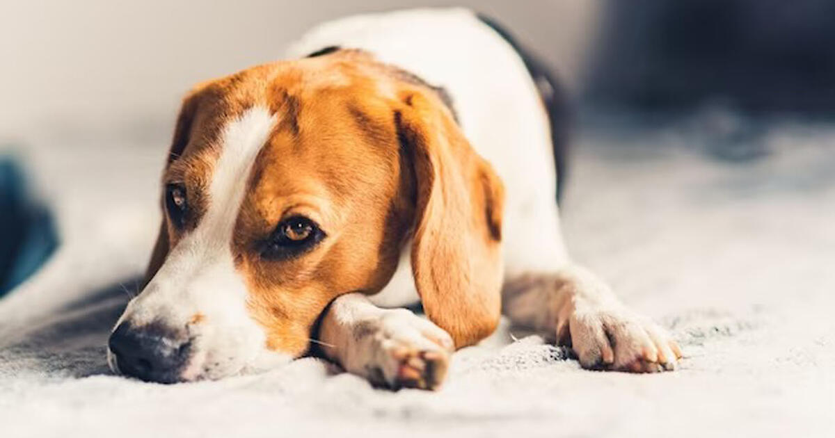 Apie ką galvoja šunys prieš mirtį: veterinarijos gydytoja at