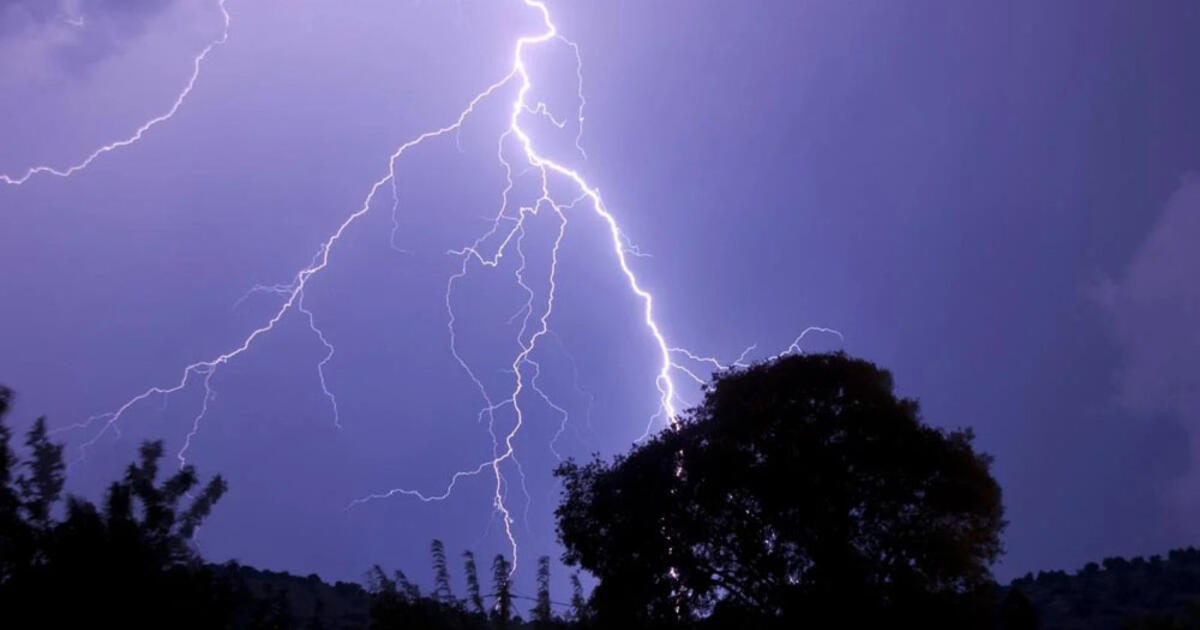 Žaibo magnetai: kokių medžių nereikėtų sodinti šalia namų