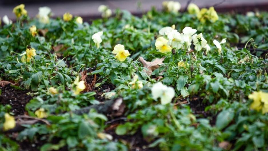 Paminėtas K. Donelaičio gimtadienis