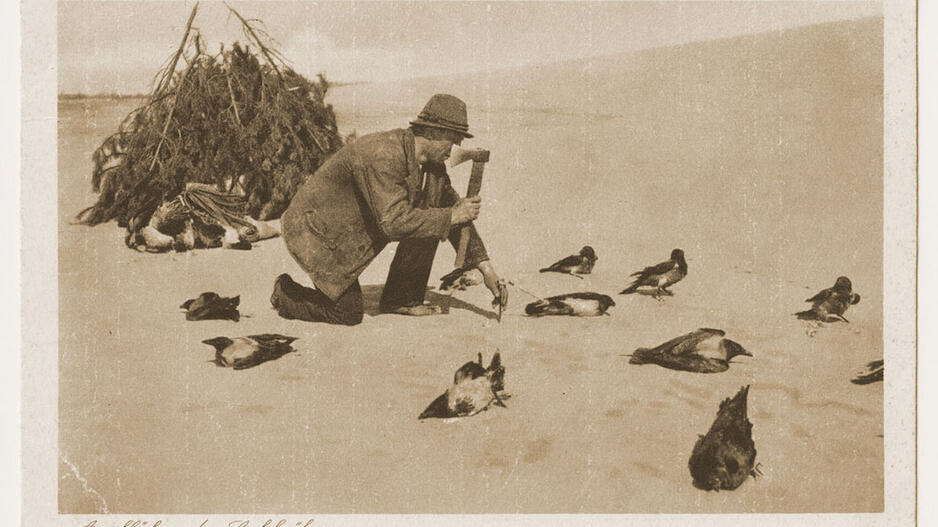 Varnų gaudymo mitai ir faktai