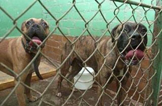 Klaipėdą vėl puola šunys žudikai 