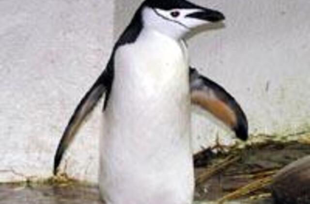 Laukiniai gyvūnai puola Jūrų muziejaus gyvūnus 