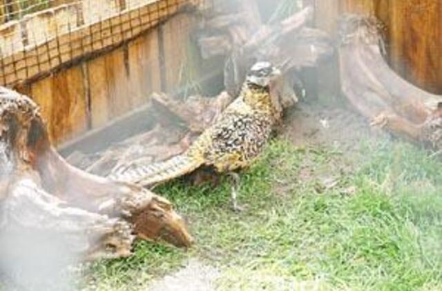 Gyvūnų karalystėj