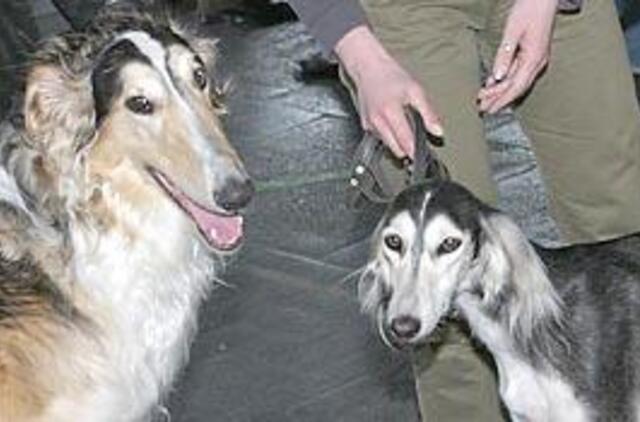 Keturi šimtai keturkojų spartakiečių 