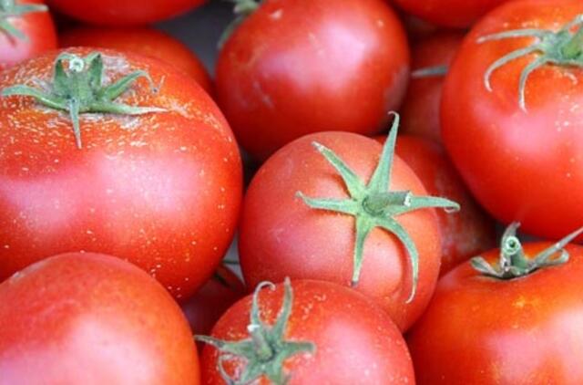 Pomidorų auginimas plėveliniuose šiltnamiuose