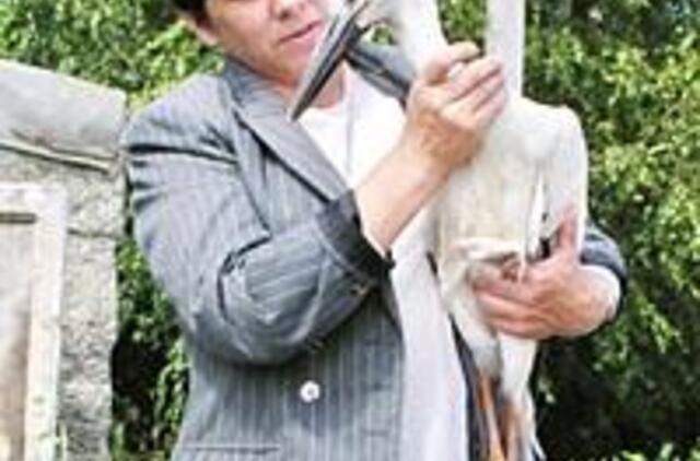 Vieno gandro istorija