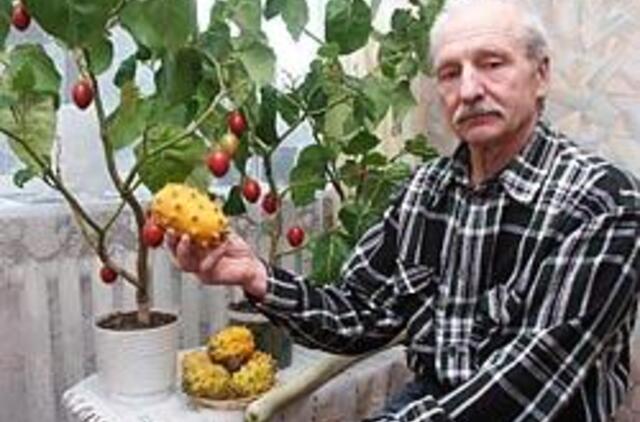 Egzotiški augalai dera ir Lietuvoje 