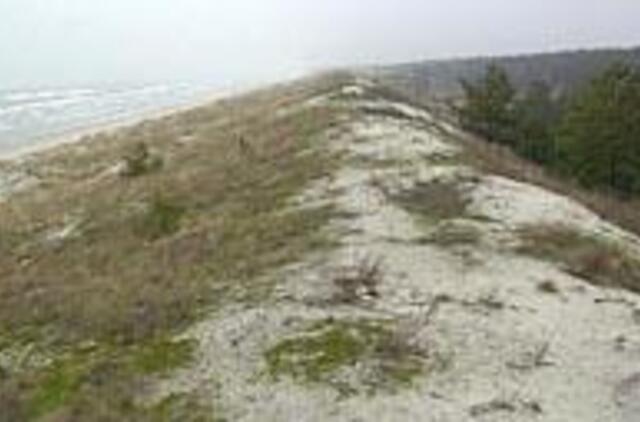 Užgožtą kopų grožį išlaisvins medkirčiai 