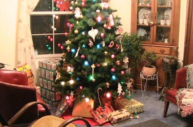 Kaip prižiūrėti kambarinę eglutę