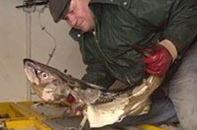 Mažesnę menkių kvotą dalinsis mažiau laivų 